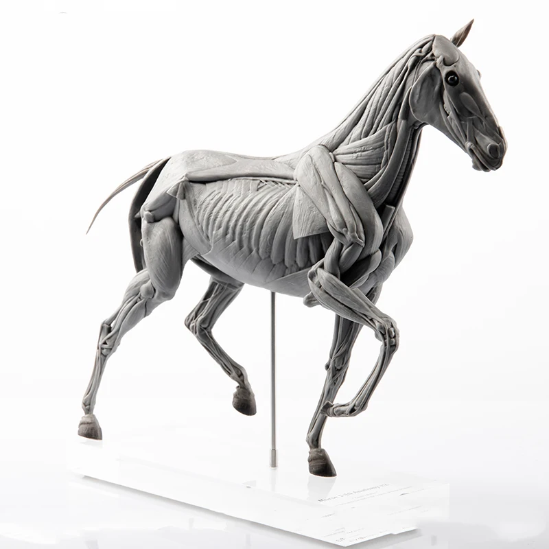 Resin Art Decoration Items - EVOLABORATORY Horse Muscle Anatomy Model Educational