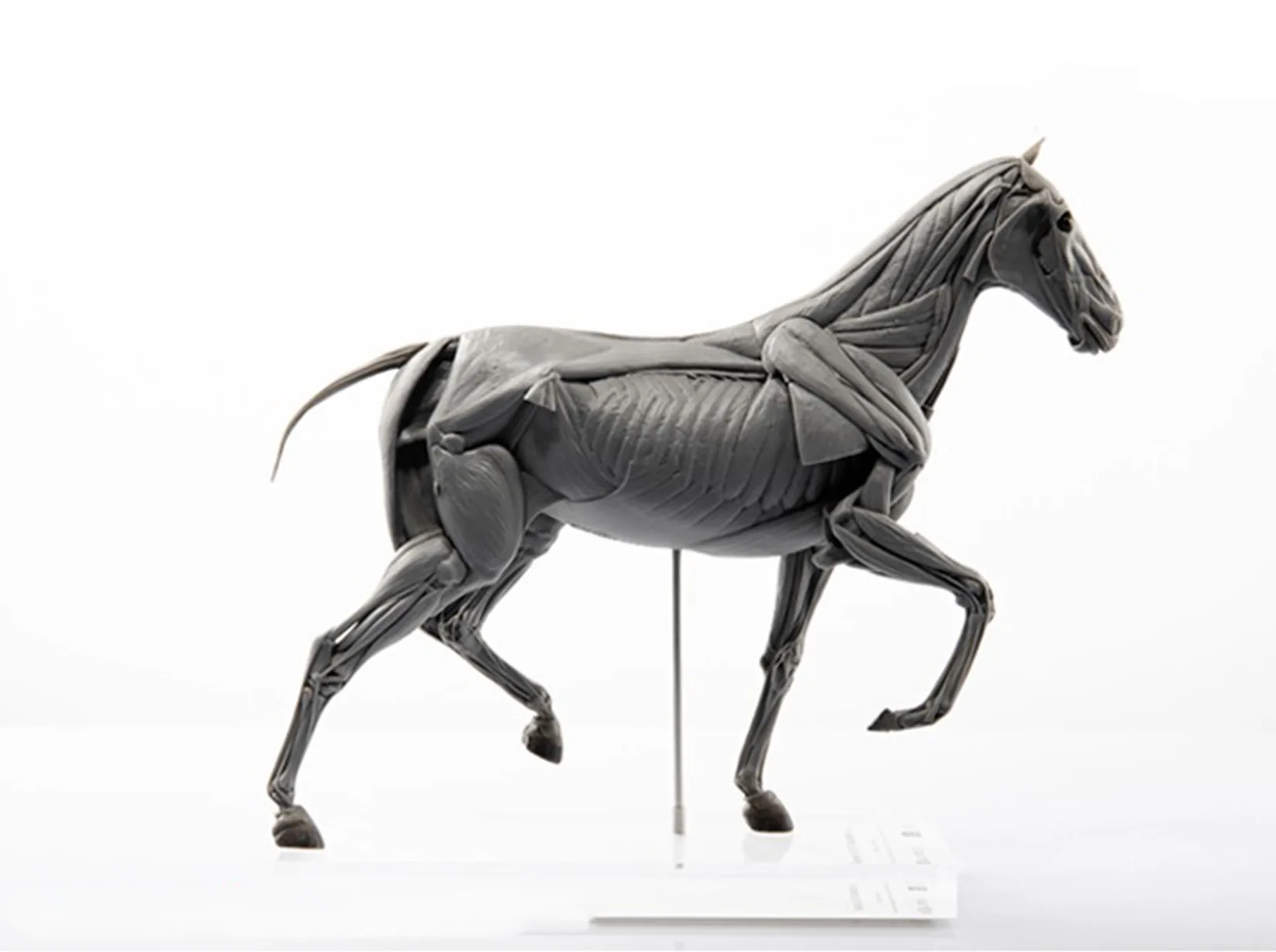 EVOLABORATORY Horse Muscle Ana - Resin Art Decoration Items recensione e prezzo