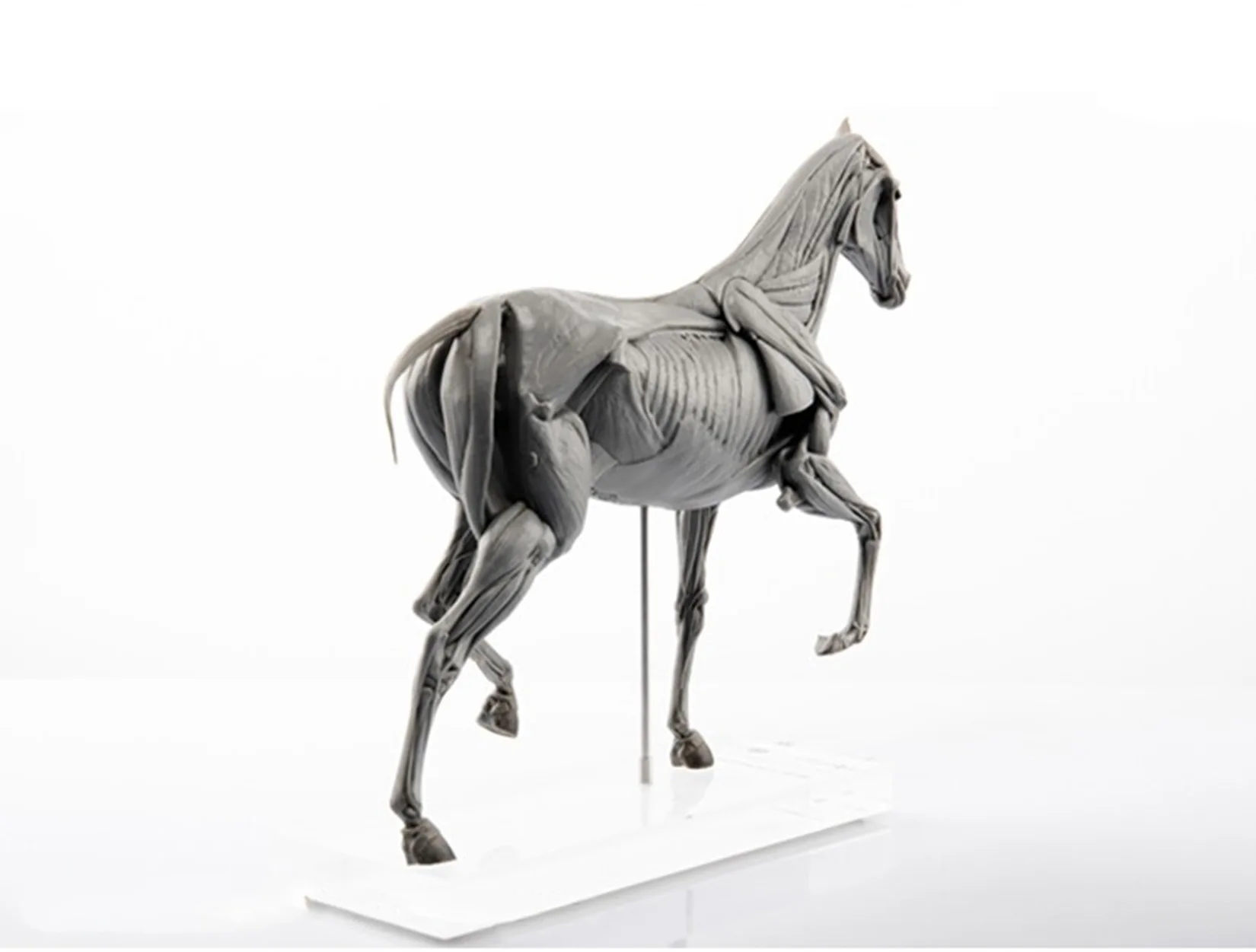 EVOLABORATORY Horse Muscle Ana - Resin Art Decoration Items recensione e prezzo