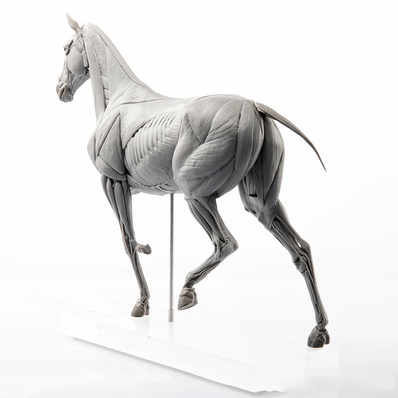 EVOLABORATORY Horse Muscle Ana - Resin Art Decoration Items recensione e prezzo
